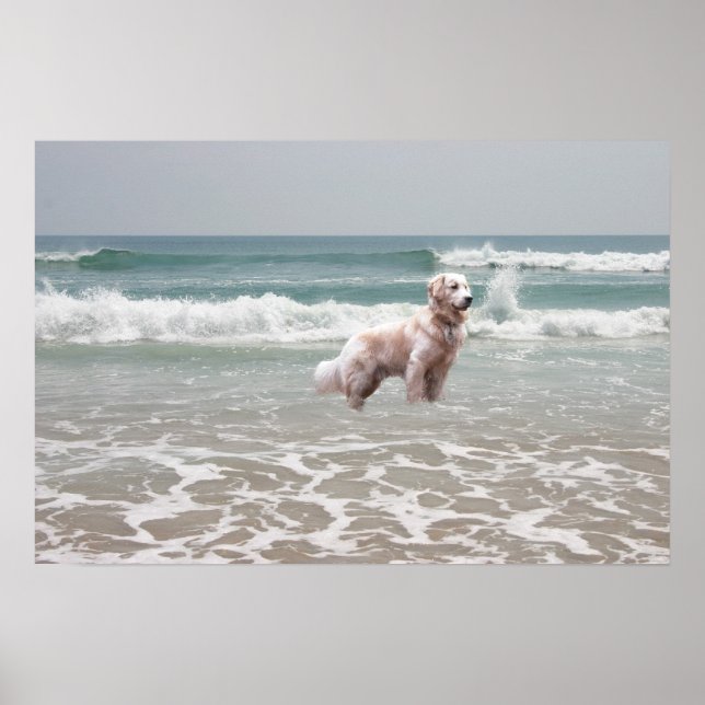 Golden Retriever Ocean Poster (Framsidan)