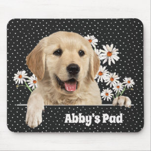 Golden Retriever och Daisy Musmatta