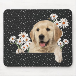 Golden Retriever och Daisy Musmatta