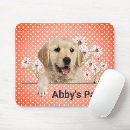 Golden Retriever och Daisy Musmatta