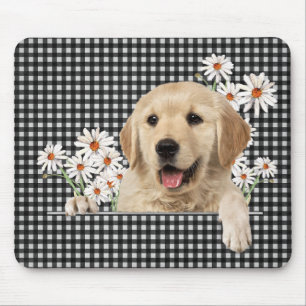 Golden Retriever och Daisy Musmatta