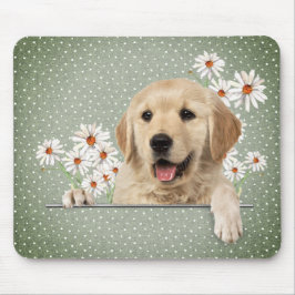 Golden Retriever och Daisy Musmatta