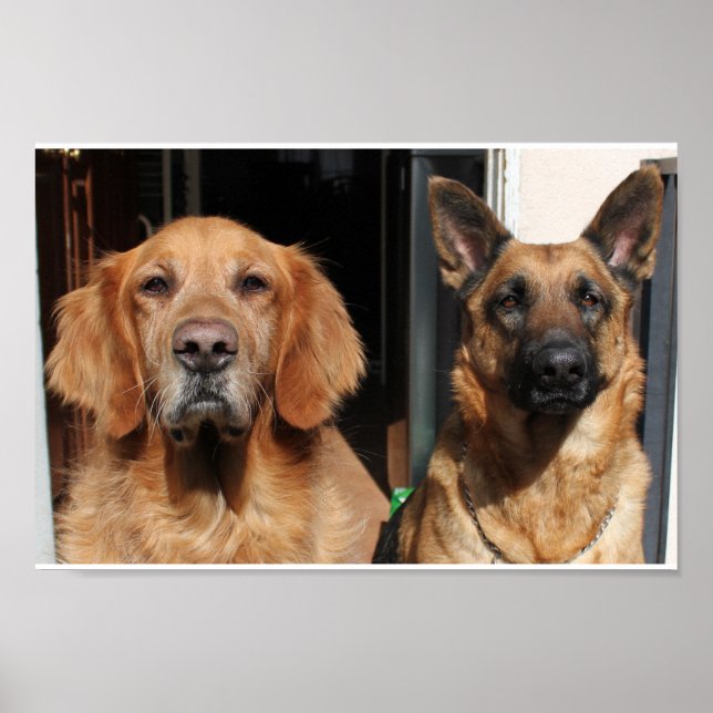 Golden Retriever och tyska shepherd Poster (Framsidan)