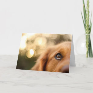 Golden Retriever Öga Closeup Kort