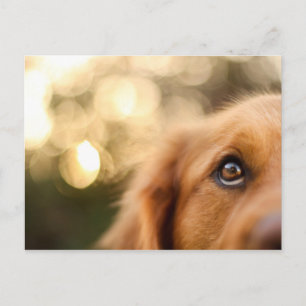 Golden Retriever Öga Closeup Vykort