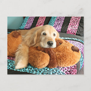 Golden Retriever på Bed Miss You Vykort