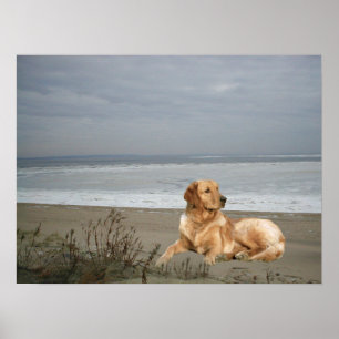 Golden Retriever på utskriften Poster