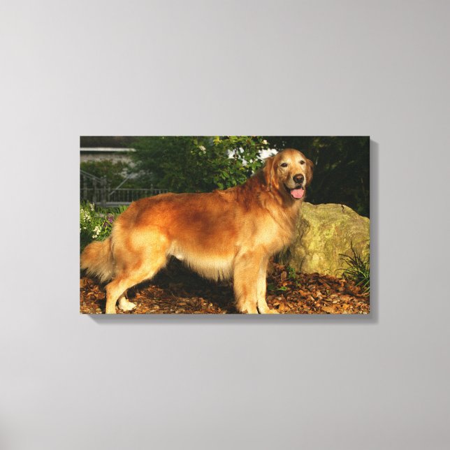 Golden Retriever Panting Canvastryck (Framsida)