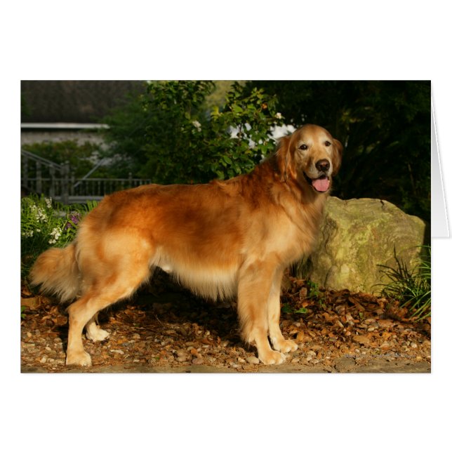 Golden Retriever Panting Hälsningskort (Framsidan Horizontal)