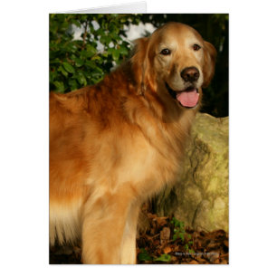 Golden Retriever Panting Hälsningskort