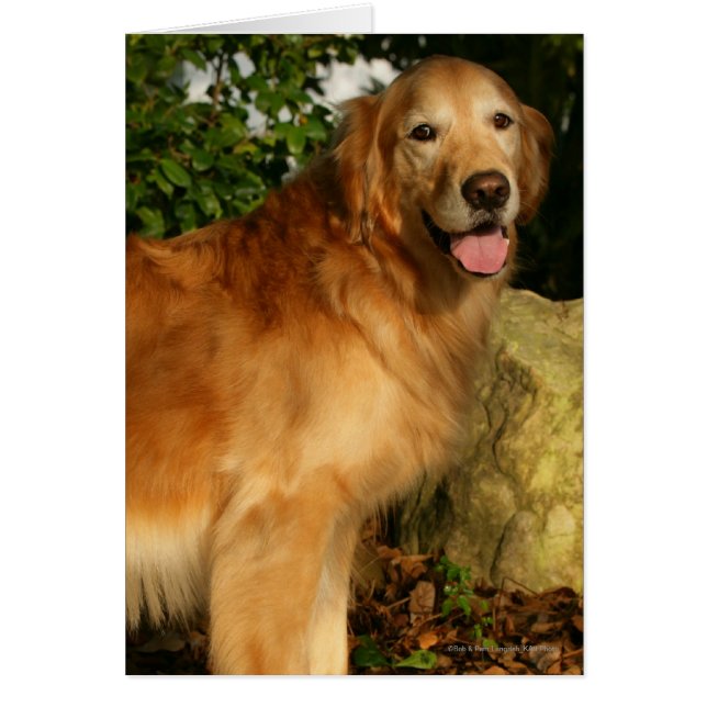 Golden Retriever Panting Hälsningskort (Framsidan)