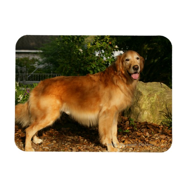 Golden Retriever Panting Magnet (Horisontell)