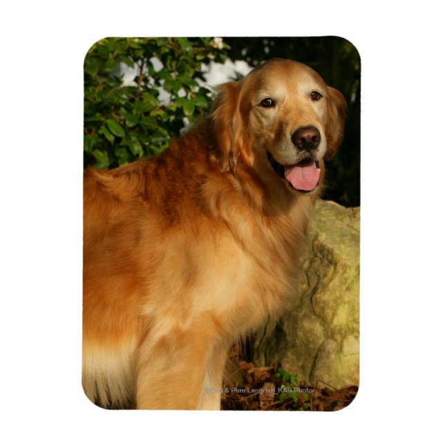 Golden Retriever Panting Magnet (Vertikal)
