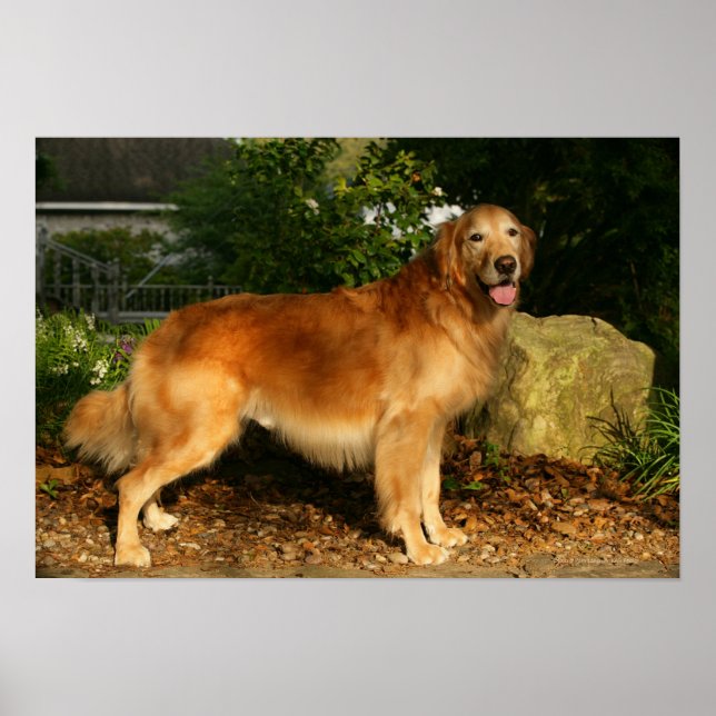 Golden Retriever Panting Poster (Framsidan)