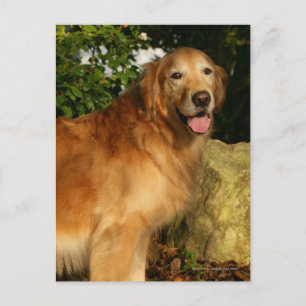 Golden Retriever Panting Vykort