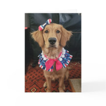Golden Retriever patriotic, 4:e juli hälsning