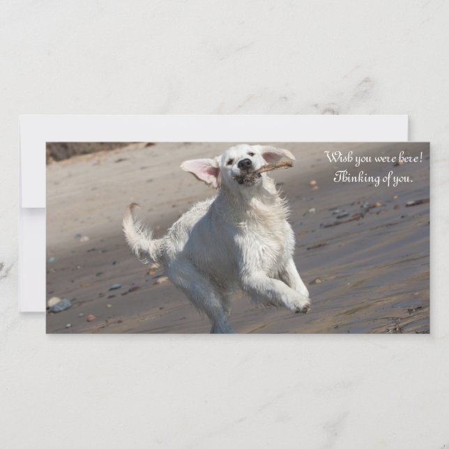 Golden Retriever Photo Card (Framsida)