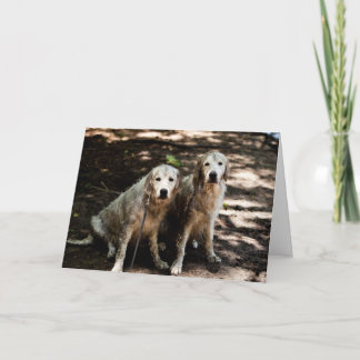 Golden Retriever Photo Card Kort