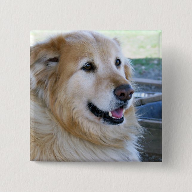 Golden Retriever Photo Knapp (Framsida)