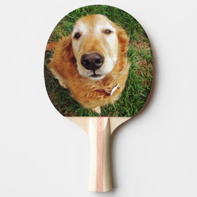 Golden Retriever Pingisracket (Framsidan)