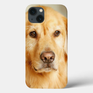 Golden Retriever Porträtt