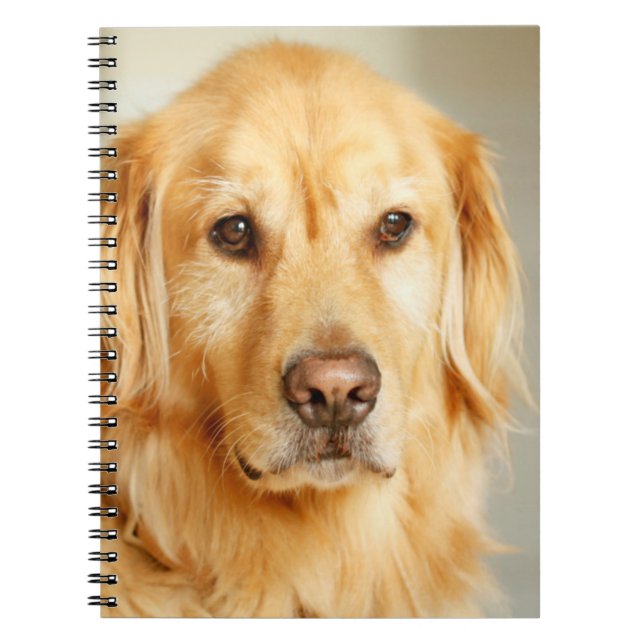 Golden Retriever Porträtt Anteckningsbok (Framsidan)