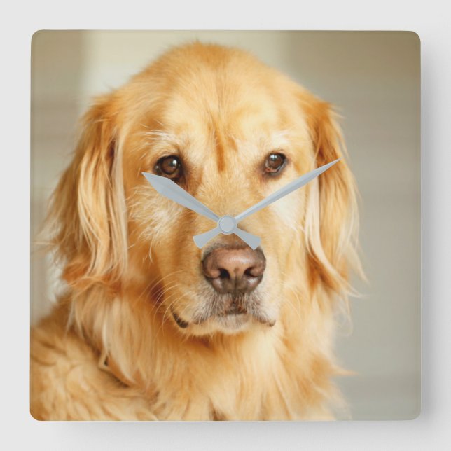 Golden Retriever Porträtt Fyrkantig Klocka (Framsida)