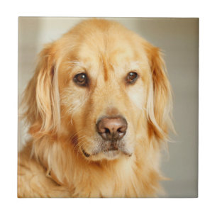 Golden Retriever Porträtt Kakelplatta