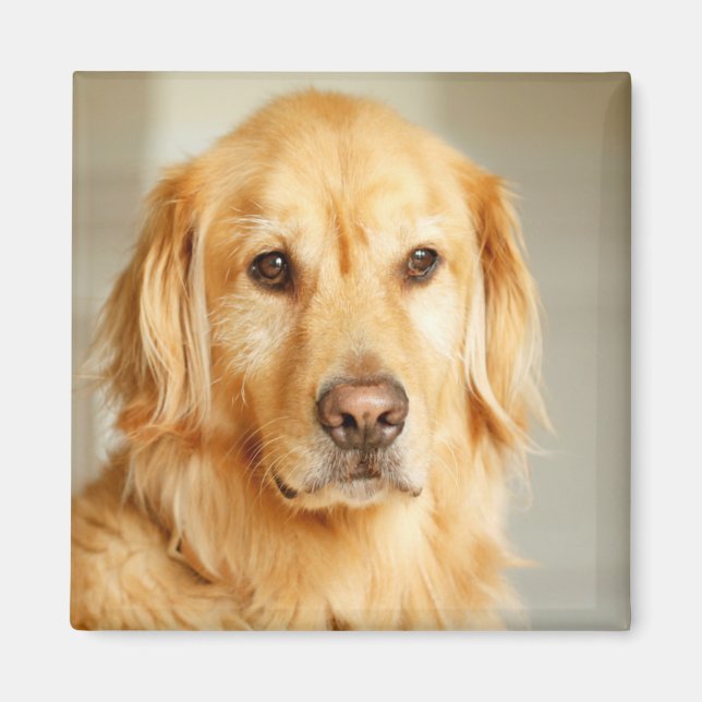 Golden Retriever Porträtt Magnet (Framsidan)