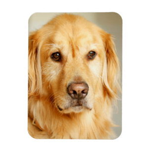 Golden Retriever Porträtt Magnet