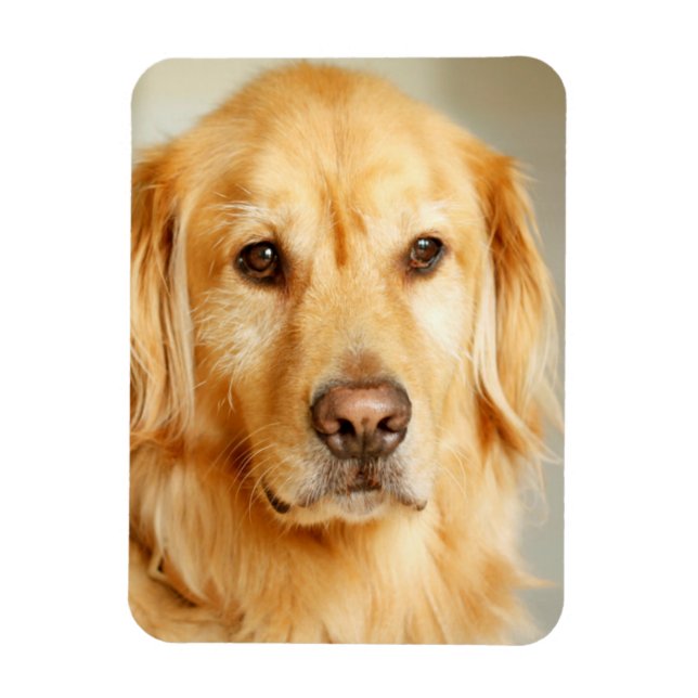 Golden Retriever Porträtt Magnet (Vertikal)