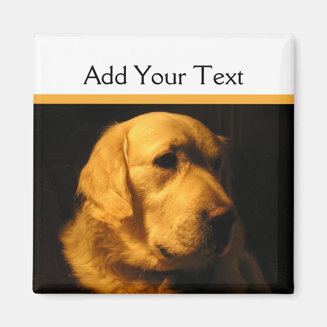 Golden Retriever Porträtt Magnet (Framsidan)