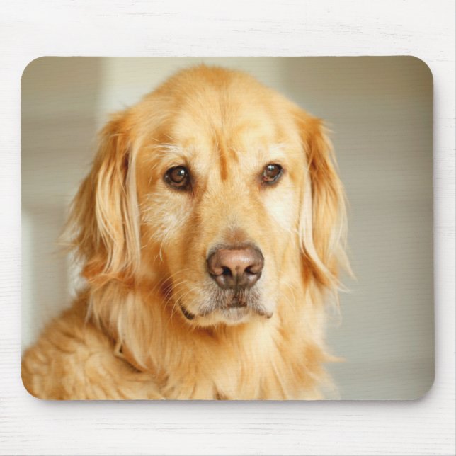 Golden Retriever Porträtt Musmatta (Framsidan)