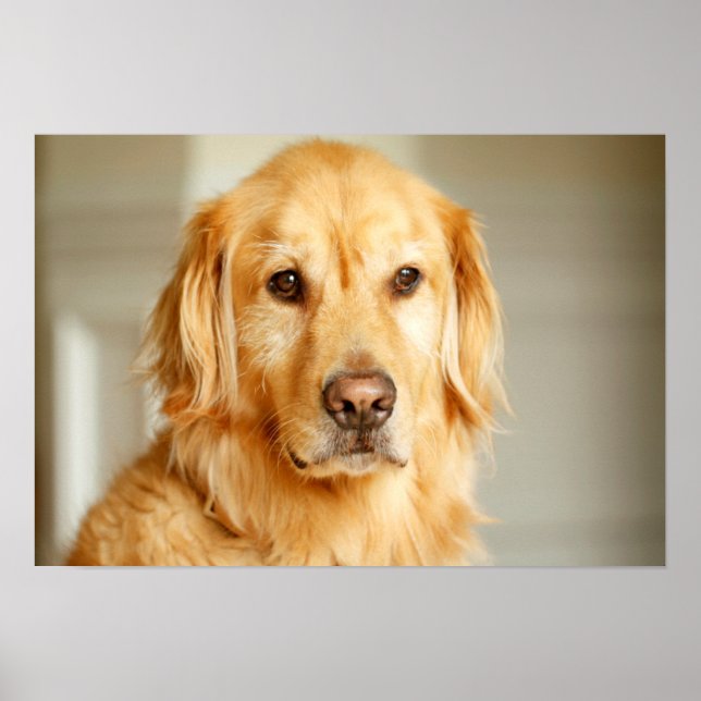 Golden Retriever Porträtt Poster (Framsidan)