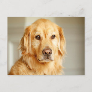 Golden Retriever Porträtt Vykort
