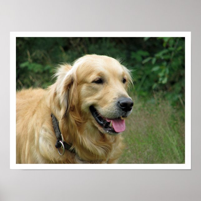 Golden Retriever Poster (Framsidan)