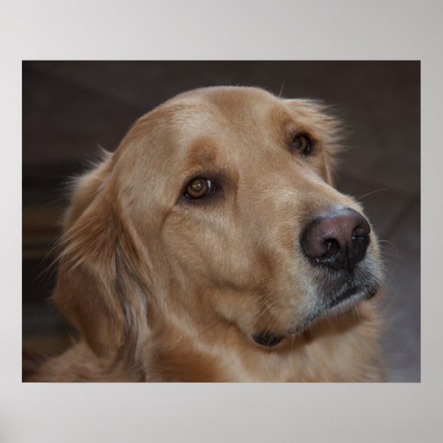 Golden Retriever Poster (Framsidan)