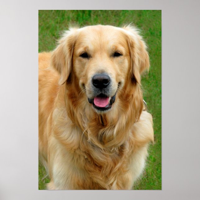 Golden Retriever Poster (Framsidan)