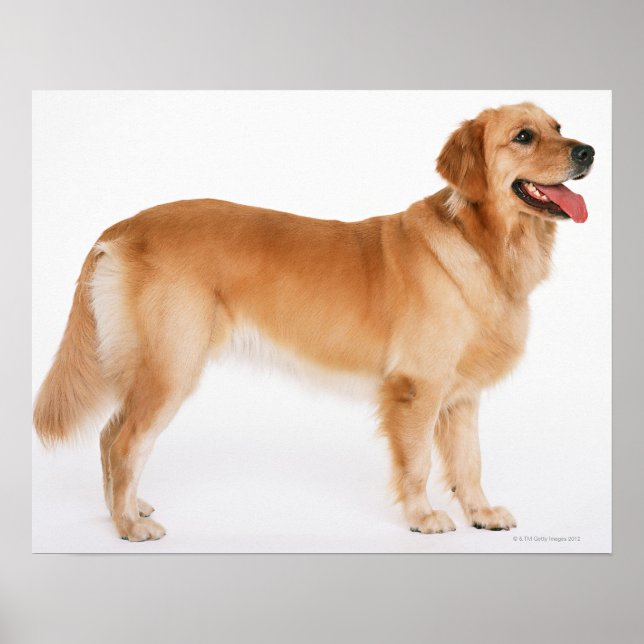 Golden Retriever Poster (Framsidan)