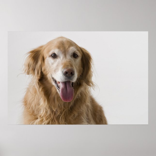 Golden Retriever Poster (Framsidan)