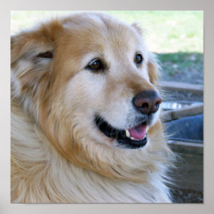Golden Retriever Poster