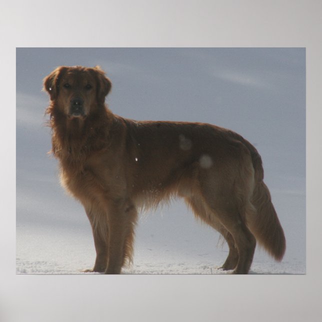 GOLDEN RETRIEVER POSTER (Framsidan)