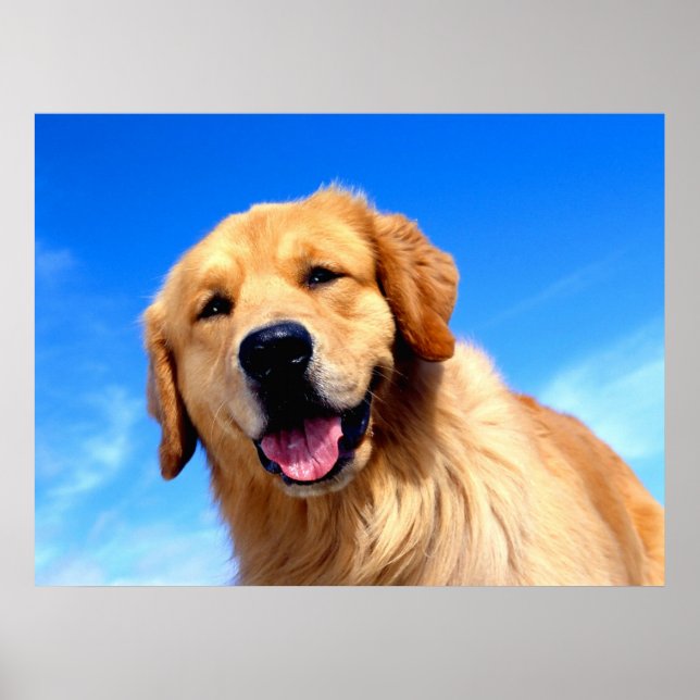 Golden Retriever Poster (Framsidan)