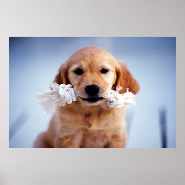 Golden Retriever poster (Framsidan)