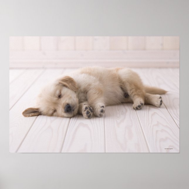 Golden Retriever Poster (Framsidan)