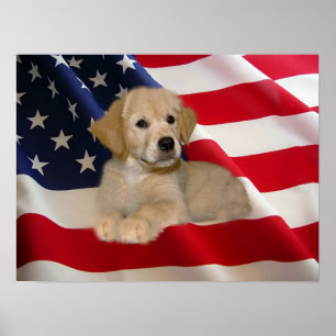 Golden Retriever Poster all amerikansk marionett