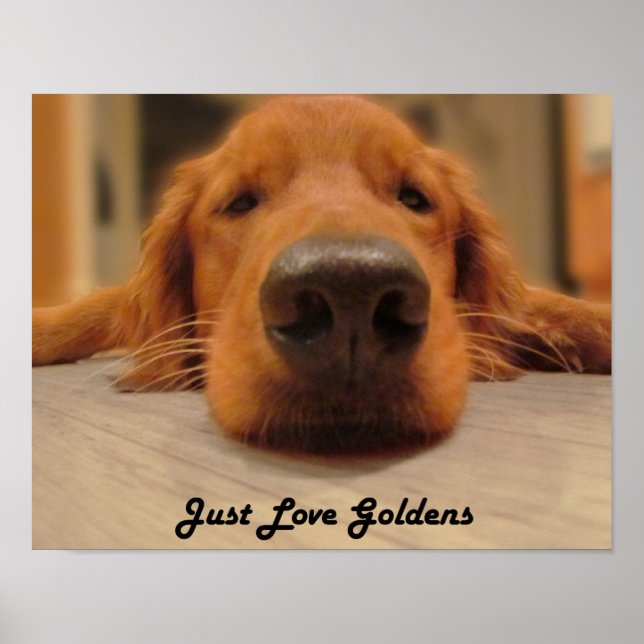 Golden Retriever Poster, Nose Poster (Framsidan)