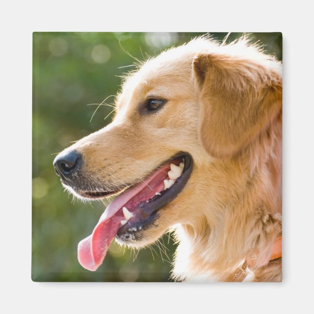 Golden Retriever-profil med Tunga ut Magnet (Framsidan)