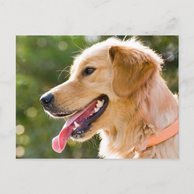 Golden Retriever-profil med Tunga ut Vykort (Framsida)