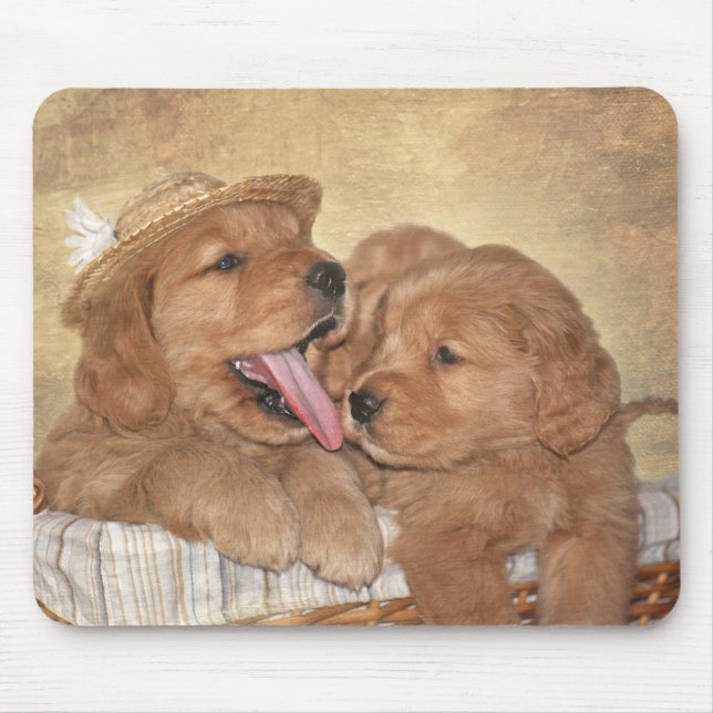 Golden Retriever Puppies i basket Musmatta (Framsidan)